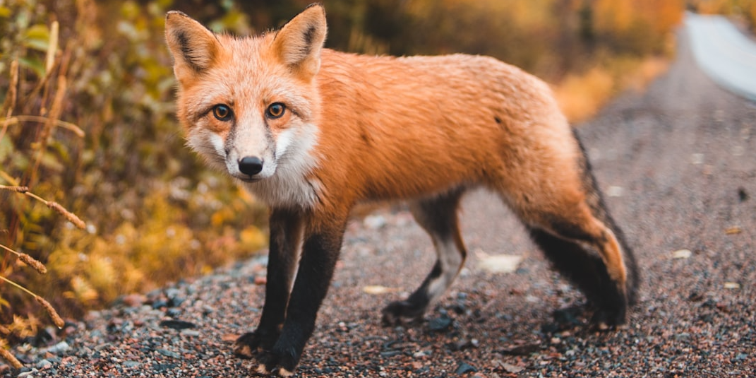 Rappresentazione visiva dell'articolo: TFR al fondo pensione: la mossa intelligente per l’imprenditore che guarda avanti